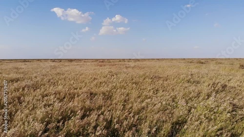 Vast Dry Grassland Prairie Under Blue Sky