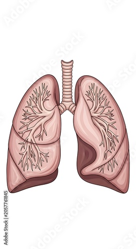 Close-up view of human lungs with bronchial tree illustration.