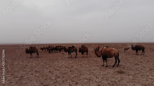 Herd of camels on barren desert plain under cloudy sky