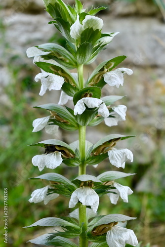 Foto Macro details of blooming Acanthus mollis flowers in a Munich botanical garden