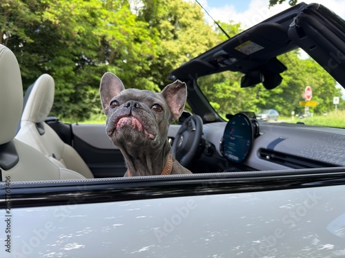 Fotografie französische bulldogge im Cabrio auf einer Landstraße in der Natur