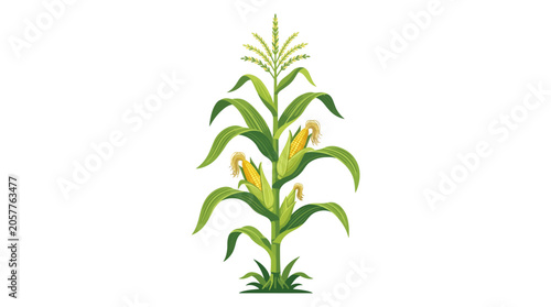 Фотография Illustration of a single corn stalk with green leaves and yellow kernels on a white background