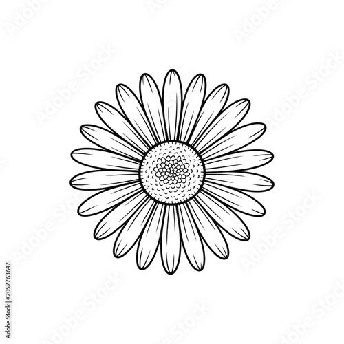 Decorative flower blossom line art vector illustration