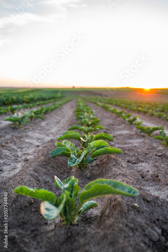 Konstfotografi Potato plants thriving in neat rows of soil on a vast farm field, bathed in the