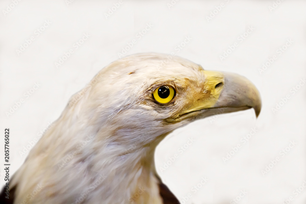 Fototapeta premium Bald eagle with a sharp beak sitting on a white background. Birds, ornithology, ecology.