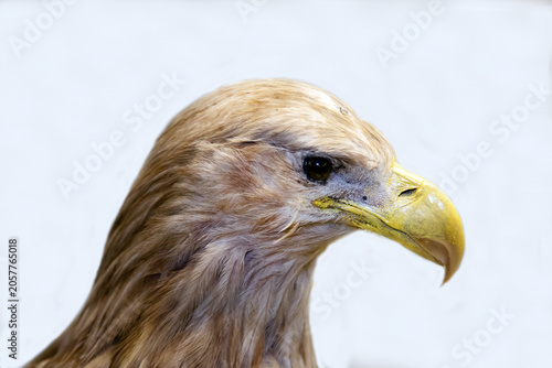Foto A white-tailed eagle with a sharp beak sitting on a white background