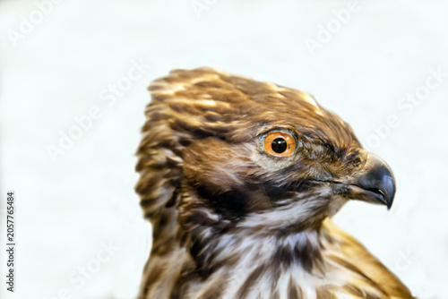Billede på lærred A royal vulture with a sharp beak sitting on a white background