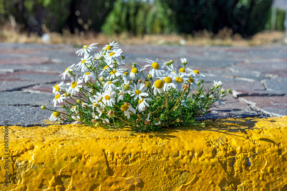 Fototapeta premium White daisies growing through a crack in the pavement next to a bright yellow curb in an urban environment