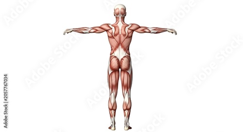 Anatomical 3D rendering of human muscular system.