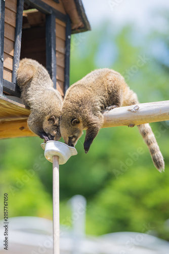 Obraz na płótnie Two coatis clinging to a wooden birdhouse pole, curiously sniffing and foraging