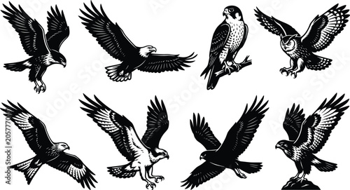 Fotografie Detailed collection of bird of prey illustrations featuring eagles hawks owls an