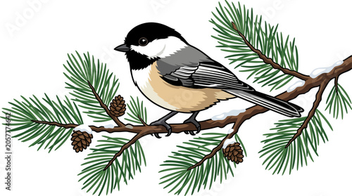 Cuadro en lienzo A black-capped chickadee perched on pine branch.