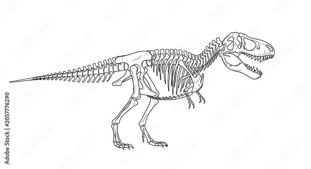 Fototapeta premium Detailed dinosaur skeleton on display.