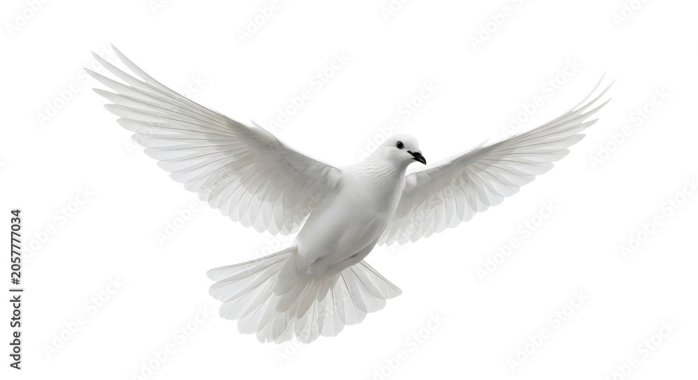 Obraz premium A white dove in flight with its wings spread wide against a clean white background