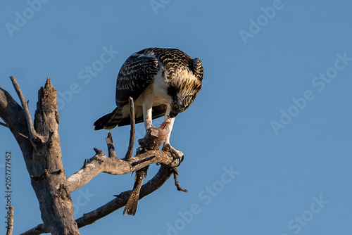 Photography Osprey Perched on Branch with Freshly Caught Fish, Florida Wildlife
