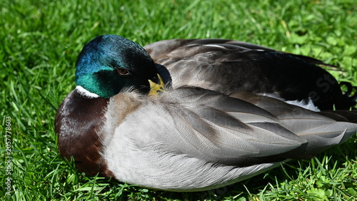 Obraz na plátně sleeping duck on the grass