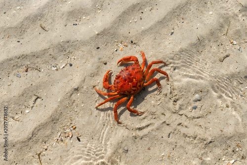 Red Crab on Sandy Seabed in Clear Tropical Ocean