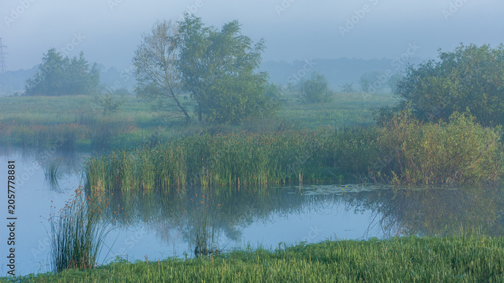 Obraz premium A serene, misty morning landscape featuring a calm lake surrounded by lush green reeds, trees, and soft fog in distance