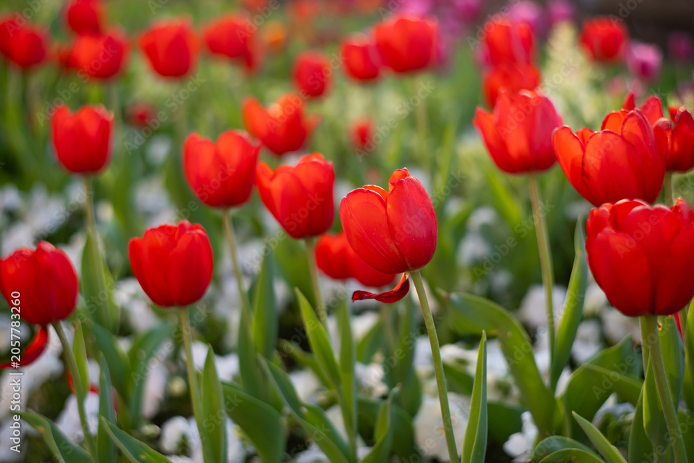 Fototapeta premium Red Tulips Close-Up in Soft Light. Spring Floral Background.