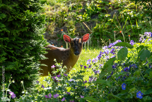 a Reeves's muntjac deer in a garden looking at the camera - backlit ears - female