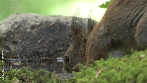 Scoiattolo rosso (Sciurus vulgaris) | Eurasian Red Squirrel Drinking and Eating Hazelnut and Chestnut 4K	