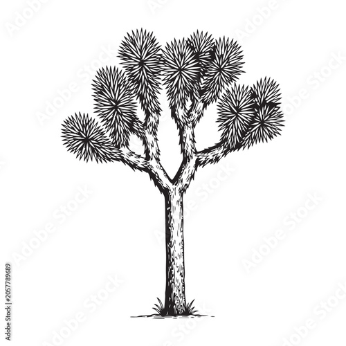 Joshua tree illustration with spiky leaves and textured trunk for desert nature and landscape design