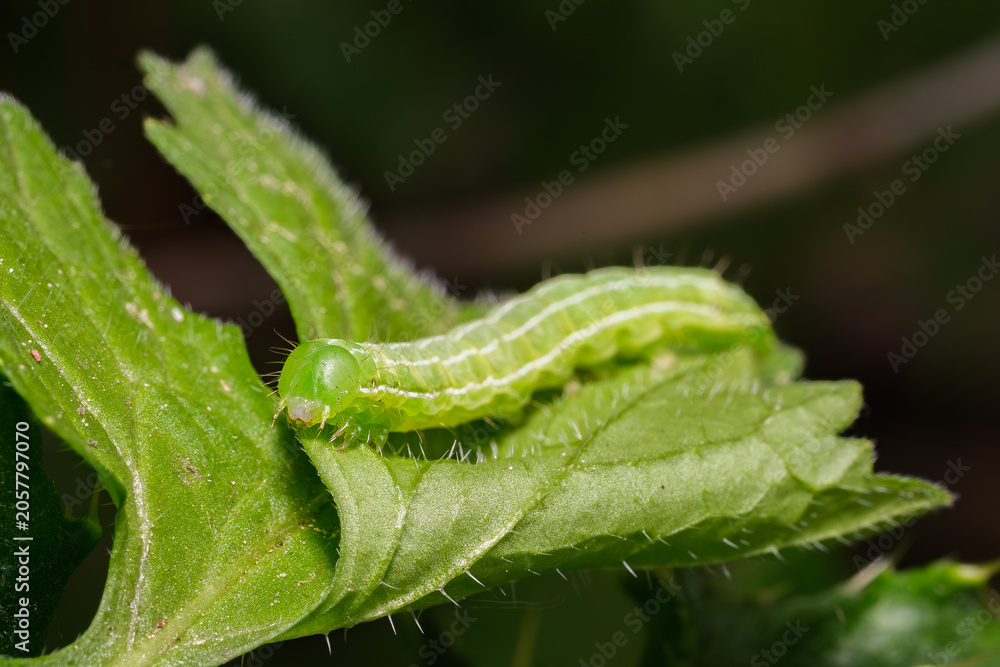 Obraz premium Green Cabbage Looper Caterpillar on Green Leaf Macro Nature