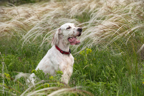 Beautiful white with red spots English setter sits in the middle of a field of feather grass. Walking with a dog outside the city. Hunting dogs.