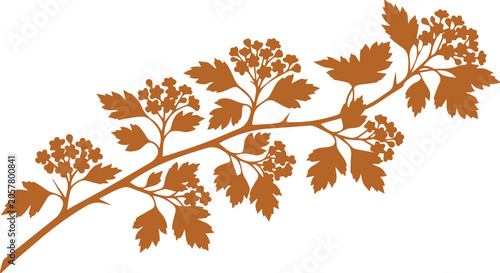 Obraz na płótnie Autumnal hawthorn branch vector, a rustic botanical illustration of a thorny tre