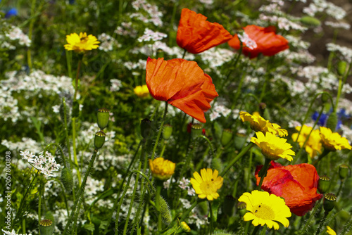 Colorful Wildflower Meadow with Red Poppies and Summer Blossoms