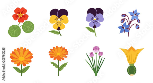 Set of Eight Botanical Illustrations: Nasturtium, Pansies, Borage, Marigold, Chives, Squash Blossom