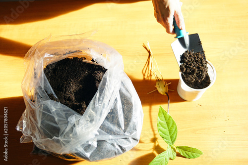 Foto Hand prepares growing medium for rooted avocado seed before indoor transplantation into container