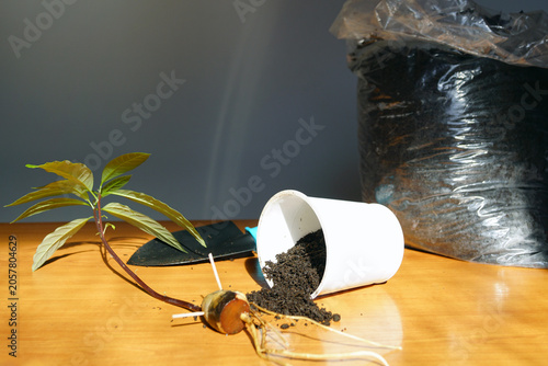 Quadro su tela Sprouted avocado pit lies beside overturned container amid spilled potting mix during indoor transplanting mishap