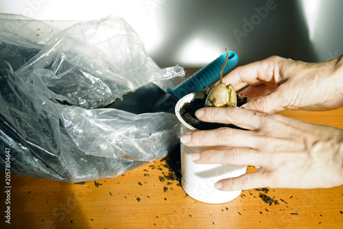 Fotografie Hands perform final surface adjustment around newly planted avocado seed, close-up