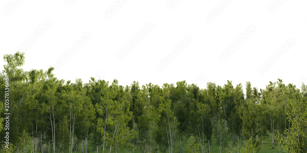 Fototapeta premium Birch forest terrain isolated on transparent background. 3D rendering.