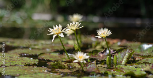 Canvas Print Elegant white flowering lily with leaves