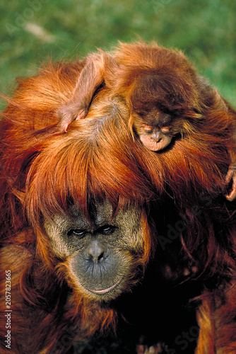 Portrait of a Sumatran Orangutan with baby on back