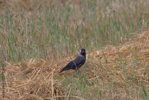 Fotografie Jackdaw, Corvus monedula, single bird on grass, UK