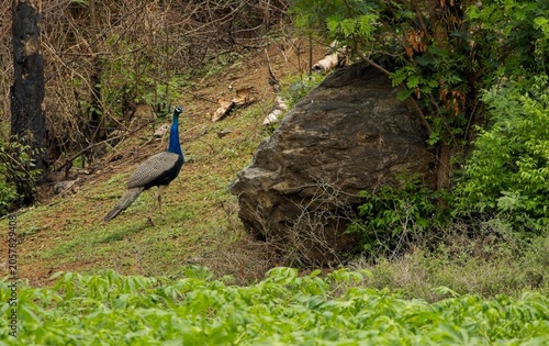 Peacock walking near rock in green field