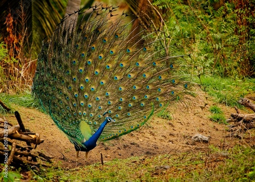 Peacock displaying feathers in a natural setting