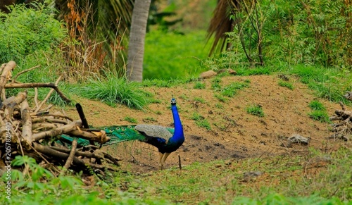 Peacock displays vibrant feathers in natural habitat during daytime