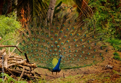 Peacock displays feathers in lush green forest