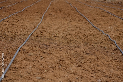 Rows of soil with irrigation lines for crop planting in farmland