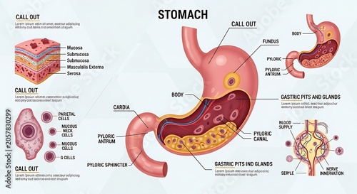 Detailed anatomical diagram of human stomach and digestion.