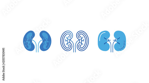 Kidney Organ Medical Illustration Healthcare Anatomy Concept