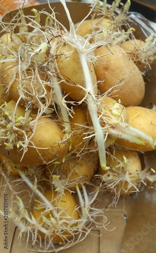 keimende Kartoffeln -sind Kartoffeln schrumpelig, weich oder haben sehr lange Triebe, sollten sie besser entsorgt werden,sind sie fest, kann man sie einpflanzen