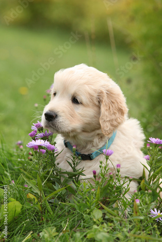 Amazing puppy of gold retriever with flowers in the garden