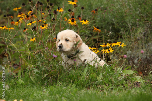 Amazing puppy of gold retriever with flowers in the garden