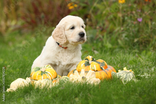Adorable gold retriever puppy with pumpkins