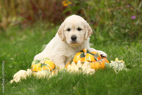 Adorable gold retriever puppy with pumpkins